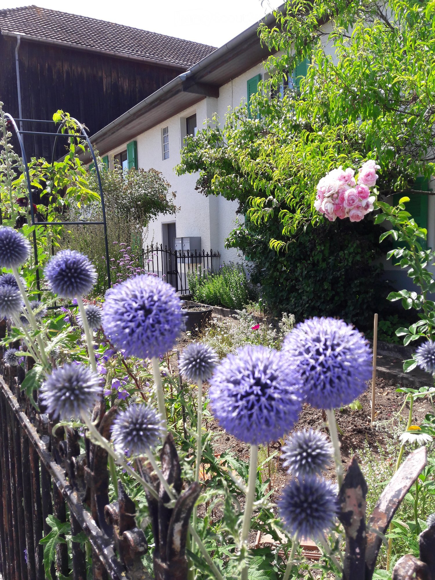 Purple thistle plants, green leaves, and pink flowers with a white house in the background.
