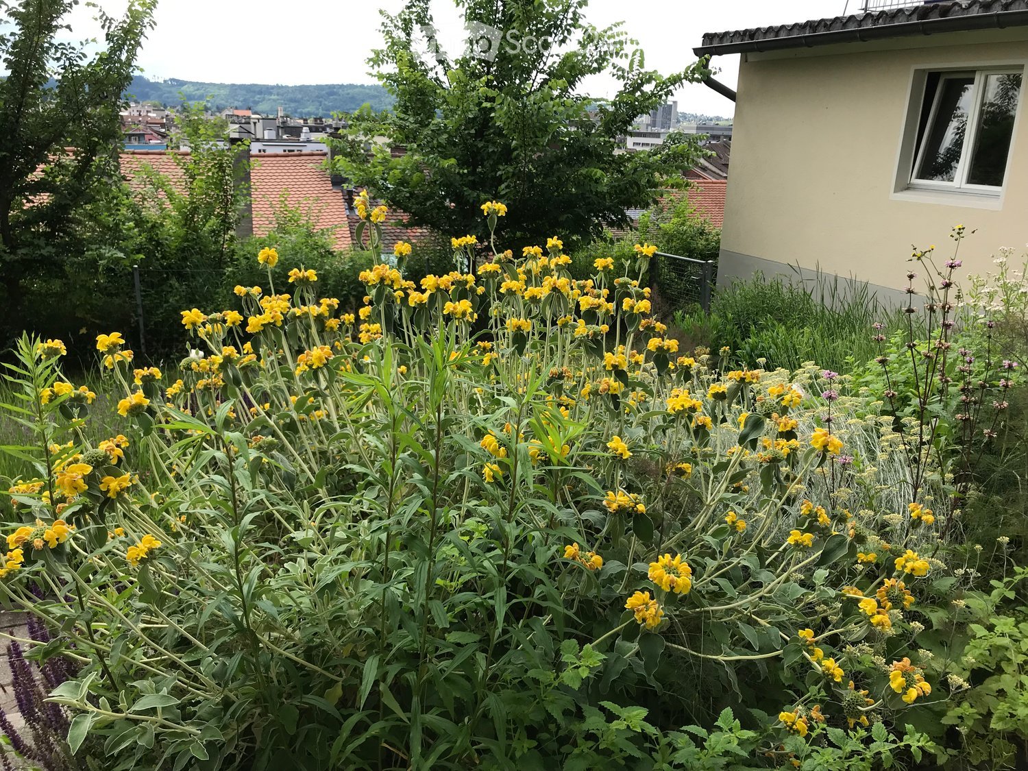 A garden area with yellow flowers and green foliage, surrounded by trees and neighboring houses.