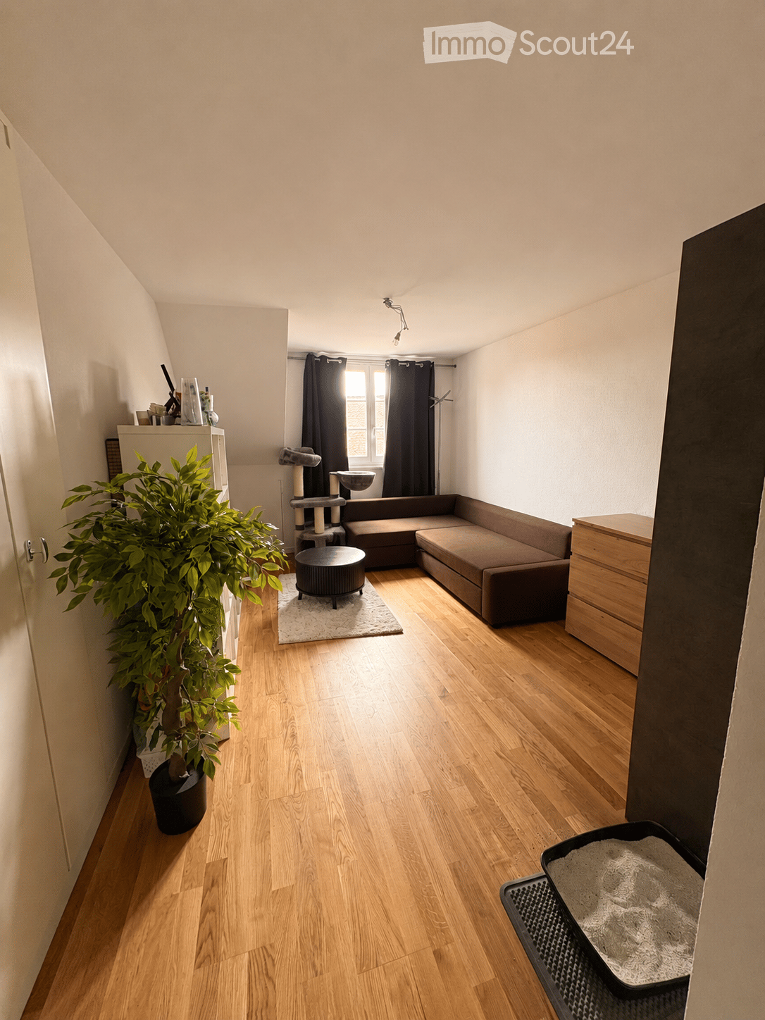 A cozy living room with wooden flooring, a brown sectional sofa, a round coffee table, a cat tree, a potted plant, and a cat litter box. The room features large windows with dark curtains and a small shelf with various items.