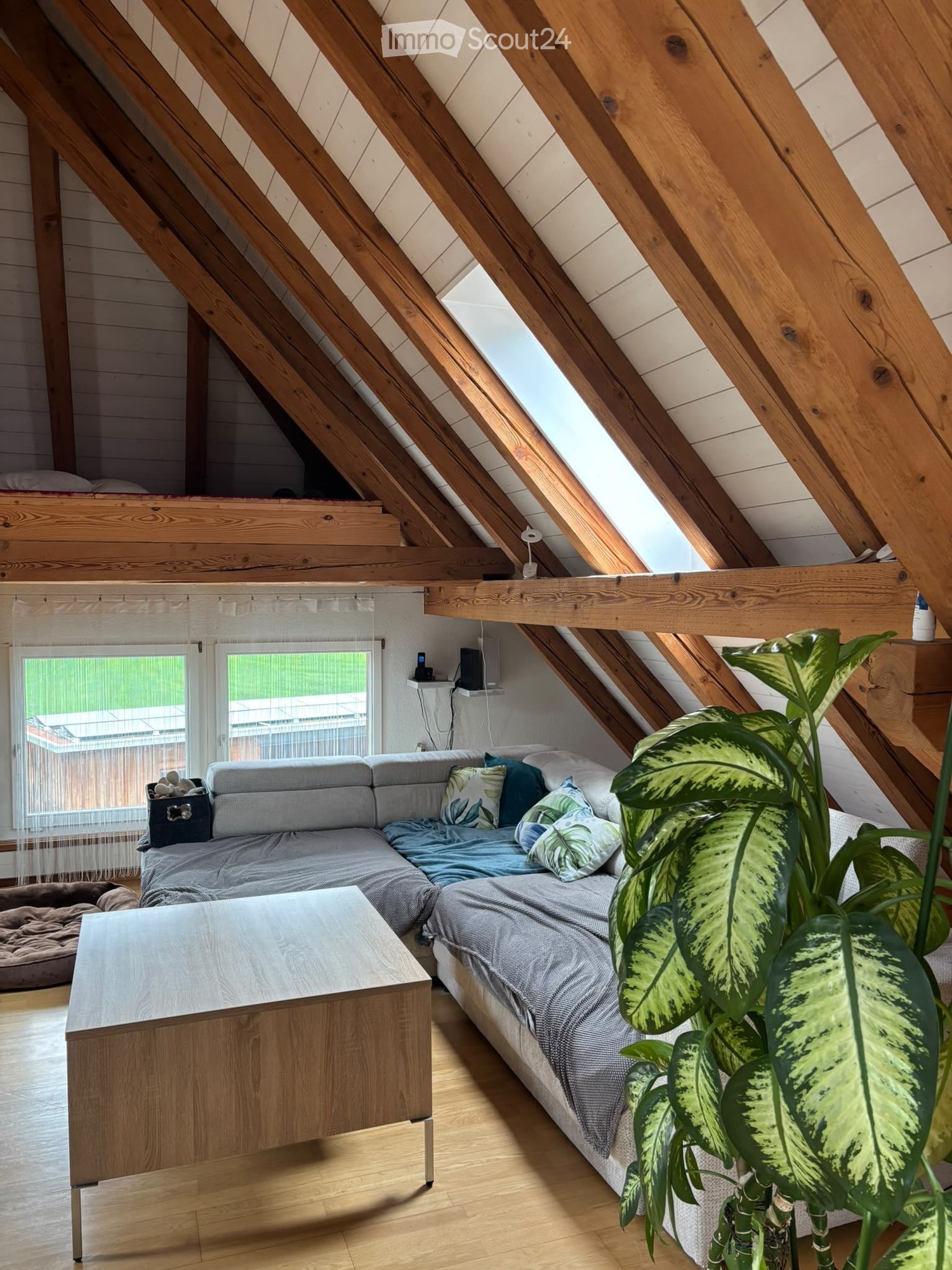 Cozy attic room with wooden beams, skylights, a sofa, a bed, a coffee table, and a large leafy plant.