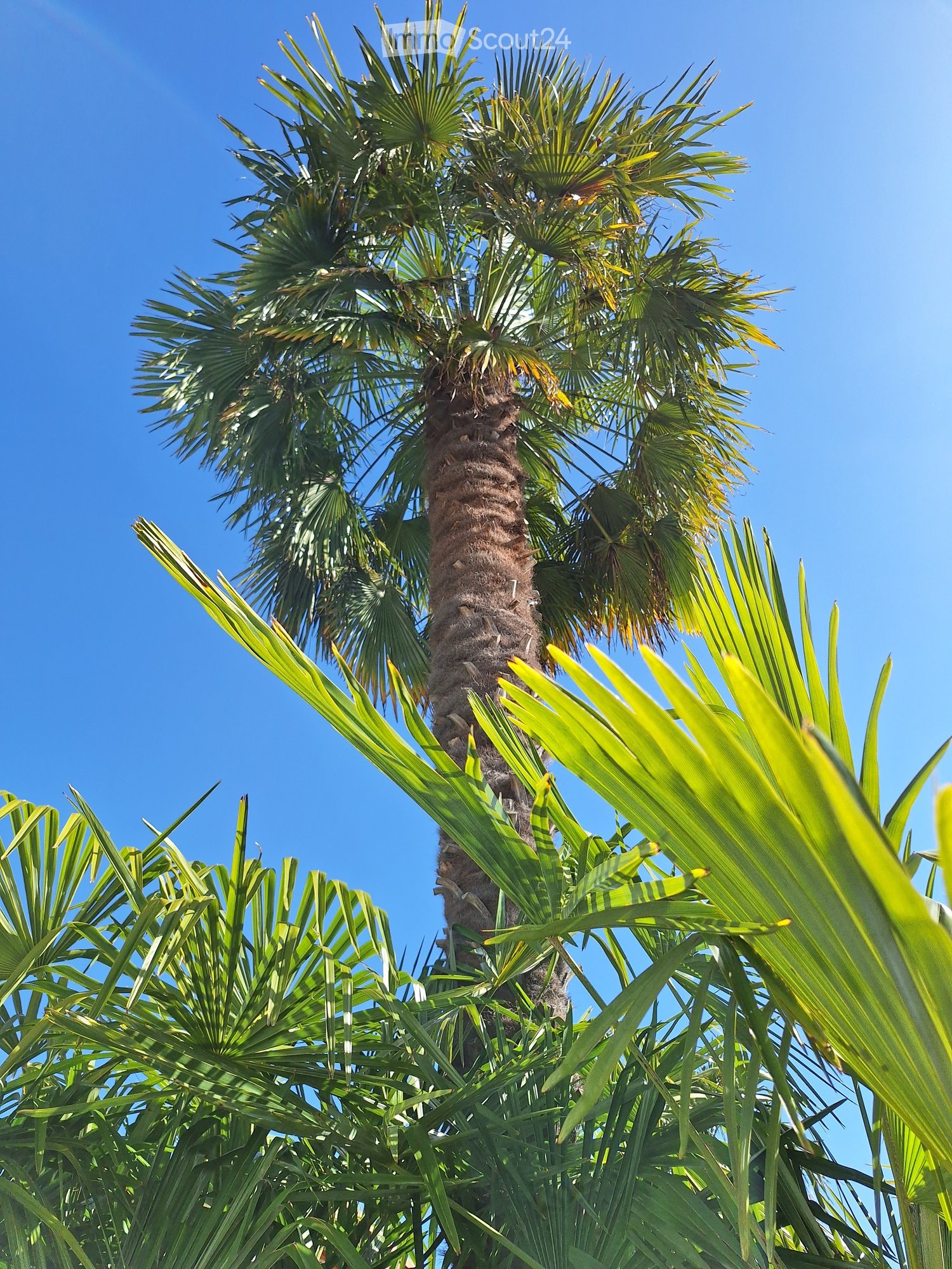 A tall palm tree with lush green fronds against a clear blue sky, surrounded by smaller palm leaves in the foreground.