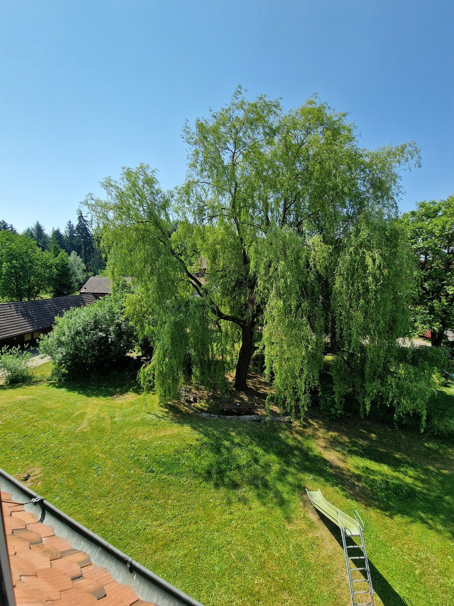A lush green lawn with a large weeping willow tree in the center, surrounded by plants and bushes.