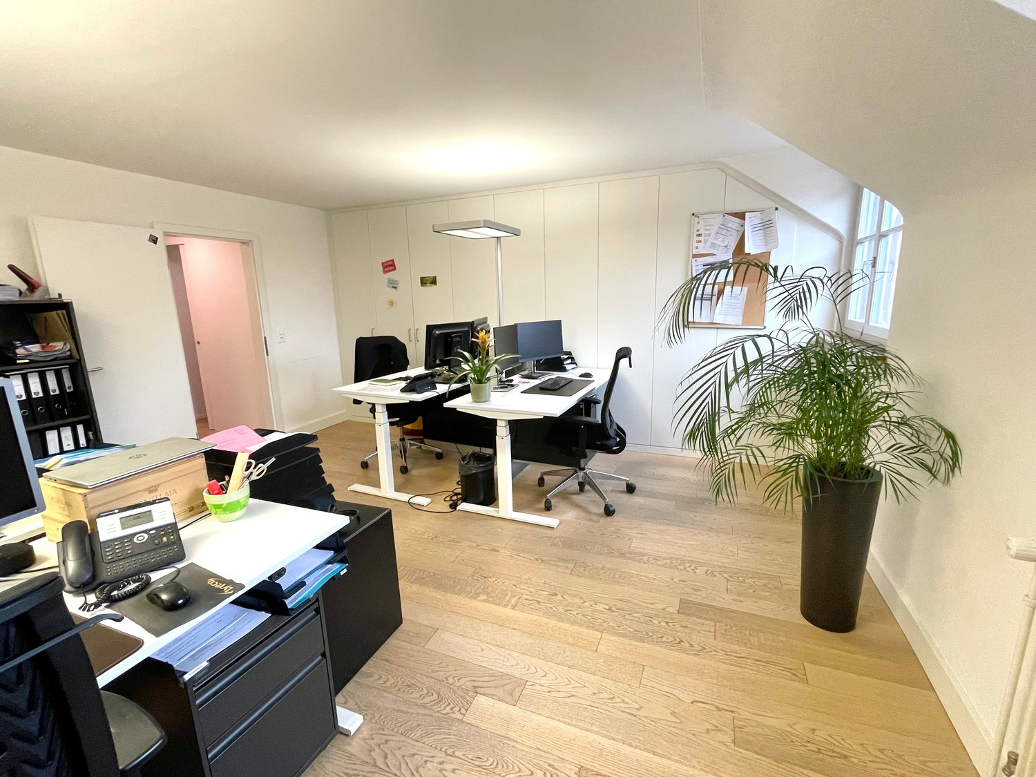 Spacious office space with hardwood floors, white walls, adjustable desks, computers, and a large potted plant. The room appears to have a balcony or terrace visible through the window.