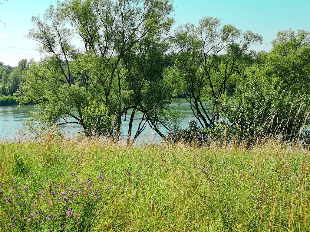 meadow with purple flowers, green trees, and clear river in background