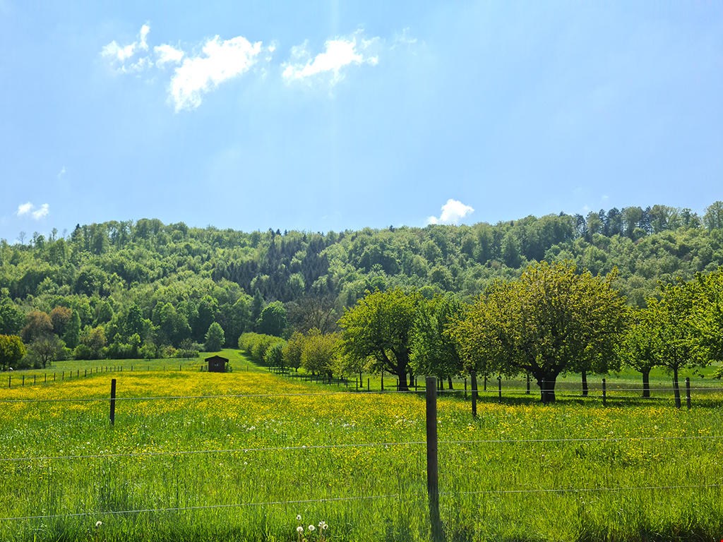 Wide green field, some trees, small cottage