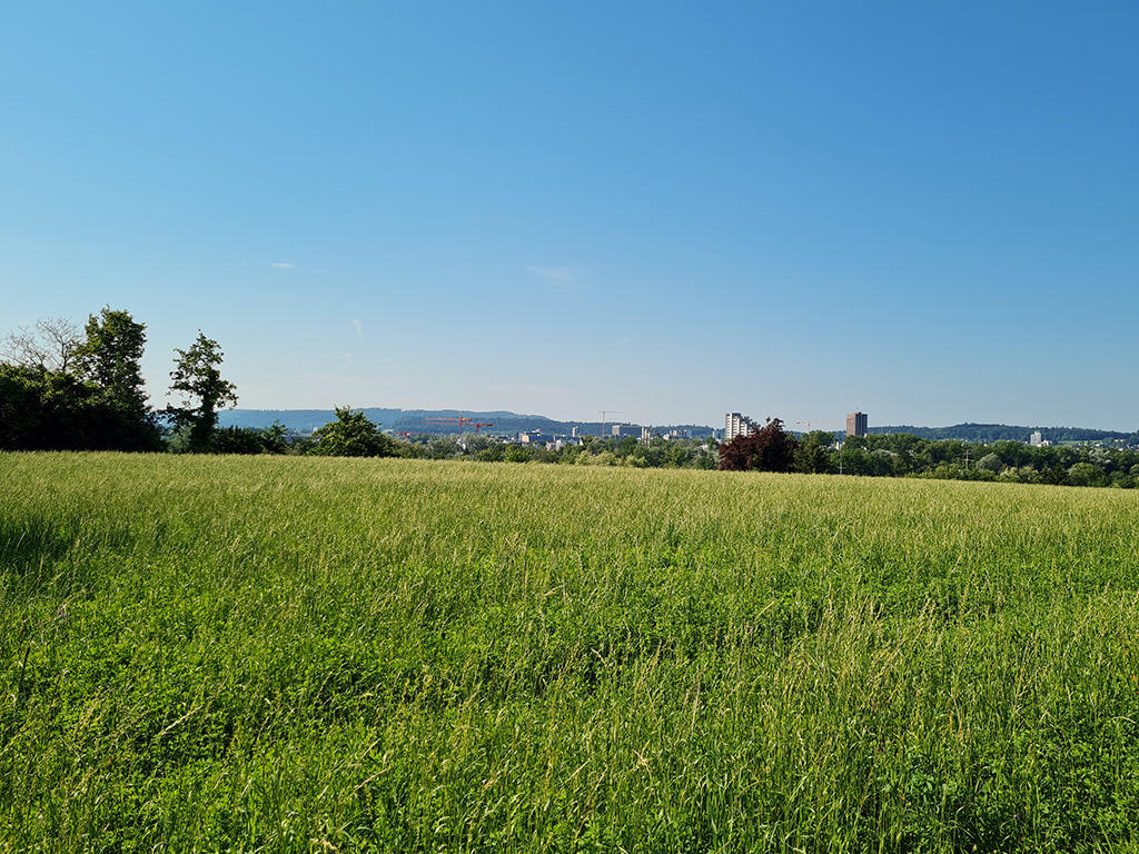 a large green open field with trees and distant city buildings