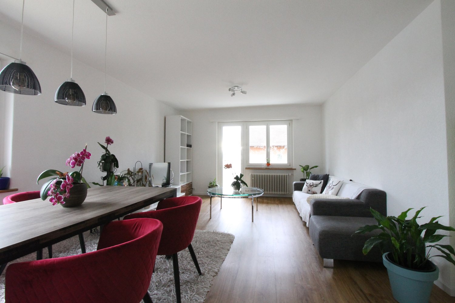 Open-concept living and dining area with hardwood floors, white walls, large windows, glass coffee table, red dining chairs, gray sofa, and hanging pendant lights. The room also features a dishwasher and various potted plants.