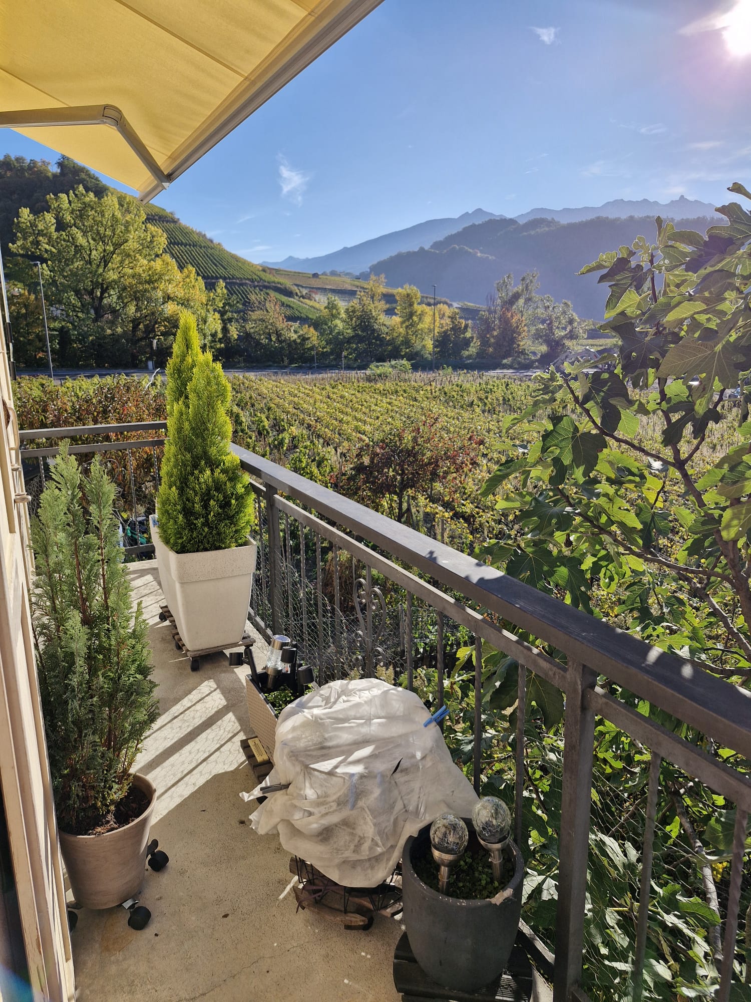 metal railing, balcony with plants and garden view, sunny day