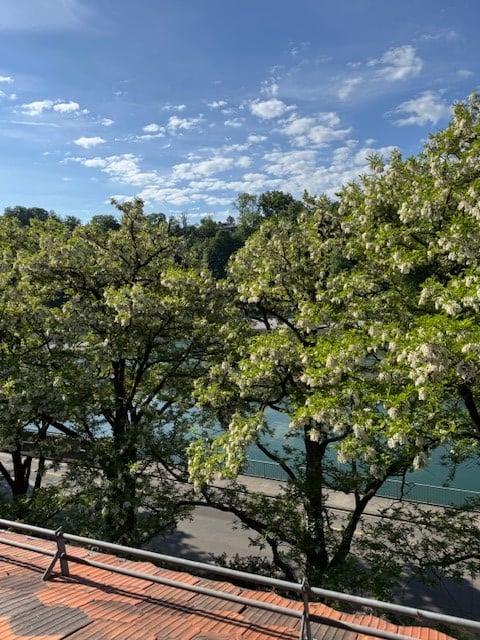 View of a river with trees and a sky, with fences and tiles