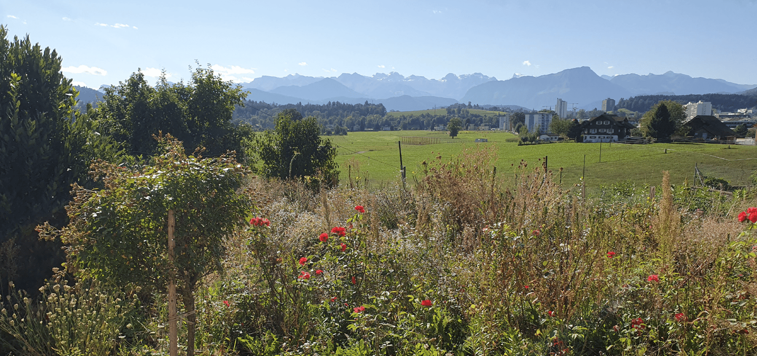 Large green grass field, bushes with red flowers, mountains in background