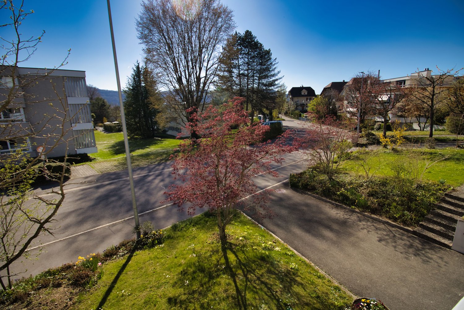 Aerial view of a street with a tree in the middle, surrounded by grass and plants, with buildings on both sides.