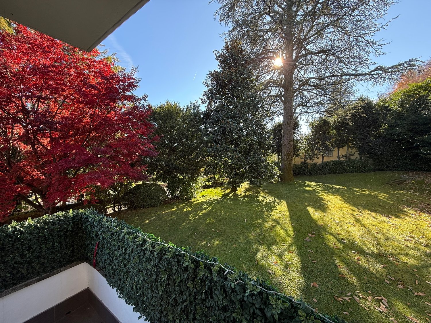 lawn, hedge, trees, sun shining, view from balcony