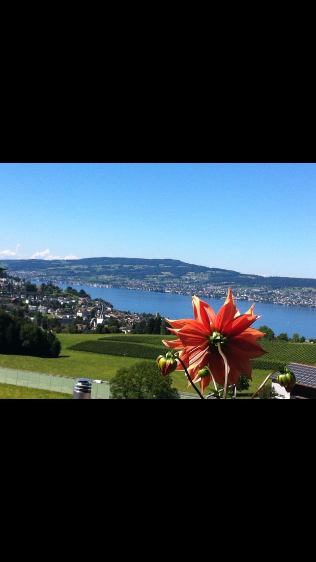Garden overlooking a large lake and a city