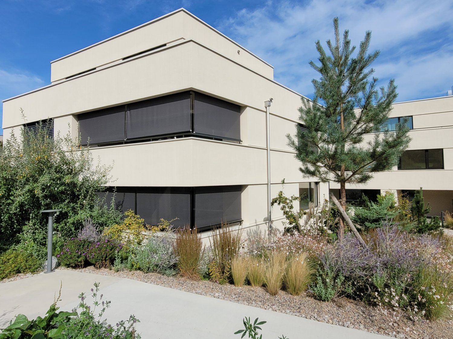 Modern architectural design, large windows, black sunblinds, concrete floor, shrubs and plants, pine tree