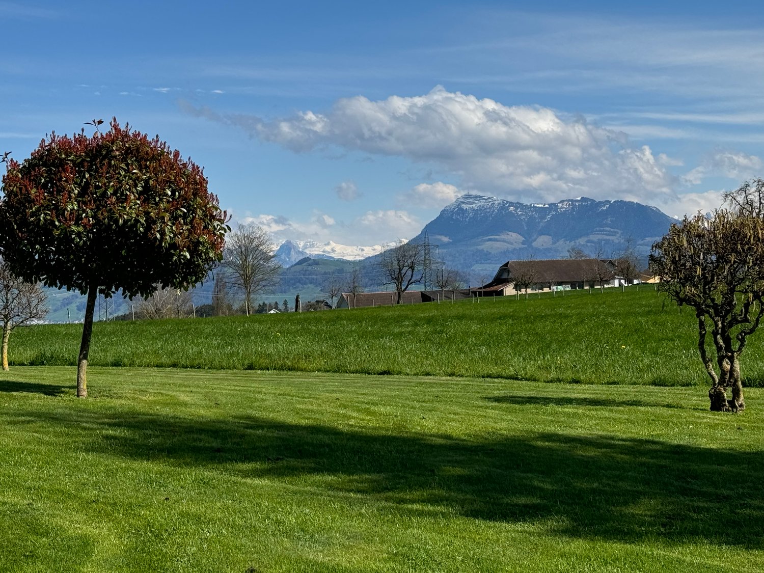 Green grassy landscape with trees and mountains in the background