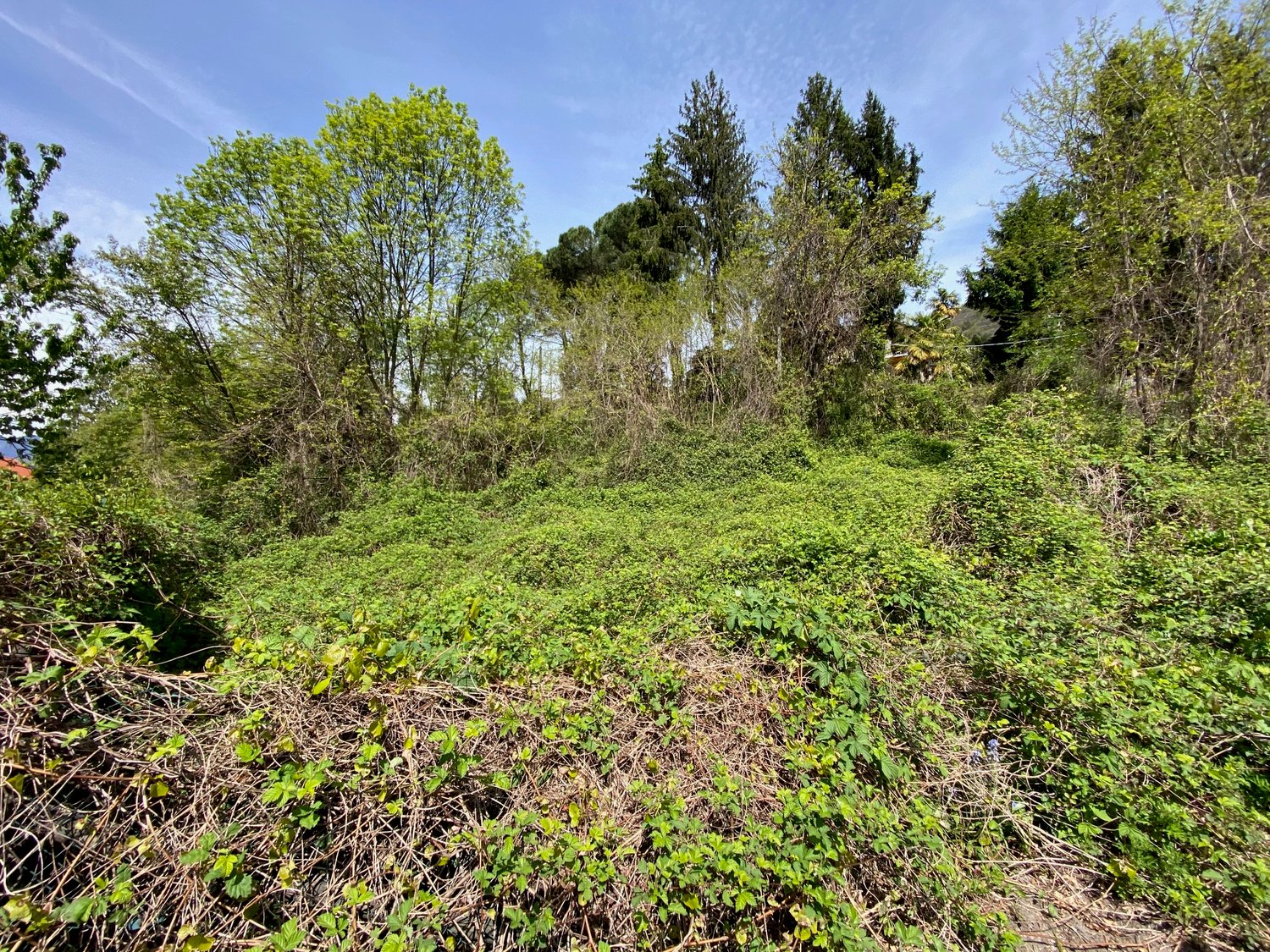 The image shows a dense, overgrown forest landscape with a mix of deciduous and evergreen trees. The ground is covered in thick vegetation, including low-growing plants and shrubs. The scene appears to be in the spring or early summer, with the trees in f